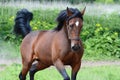 Portrait of the bay american trotter stallion in freedom