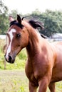 Portrait of bay arabian mare Royalty Free Stock Photo