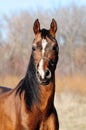 Portrait of bay arabian stallion Royalty Free Stock Photo