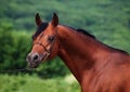 Portrait of bay arabian stallion Royalty Free Stock Photo