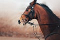 Portrait of a bay beautiful fast racehorse with a bridle on its muzzle, which gallops. Equestrian sports. Horse riding Royalty Free Stock Photo