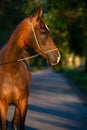 Portrait of bay beautiful purebred akhalteke mare posing at evening. Russia Royalty Free Stock Photo