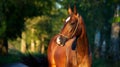 Portrait of bay beautiful purebred akhalteke mare posing at evening. Russia