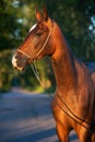 Portrait of bay beautiful purebred akhalteke mare posing at evening. Russia Royalty Free Stock Photo