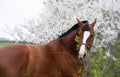 portrait of bay beautiful sportive horse posing near blossom cherry tree. spring time Royalty Free Stock Photo