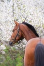 portrait of bay beautiful sportive horse posing near blossom cherry tree. spring time Royalty Free Stock Photo