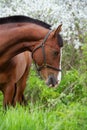 portrait of bay beautiful sportive horse posing near blossom cherry tree. spring time Royalty Free Stock Photo