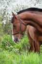 portrait of bay beautiful sportive horse posing near blossom cherry tree. spring time Royalty Free Stock Photo