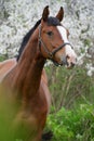 portrait of bay beautiful sportive horse posing near blossom cherry tree. spring time Royalty Free Stock Photo