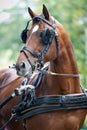 Portrait of bay carriage driving horse Royalty Free Stock Photo