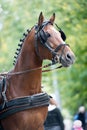 Portrait of bay carriage driving horse Royalty Free Stock Photo