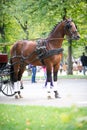 Portrait of bay carriage driving horse Royalty Free Stock Photo