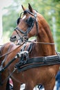 Portrait of bay carriage driving horse Royalty Free Stock Photo