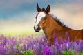 Foal in purple flowers Royalty Free Stock Photo