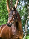 Portrait of bay hobby horse Royalty Free Stock Photo