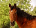 Portrait of a bay horse Royalty Free Stock Photo