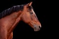 Portrait of a bay horse on black background. Royalty Free Stock Photo