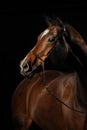 Portrait of a bay horse on the black background Royalty Free Stock Photo