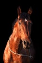 Portrait of a bay horse on black background. Royalty Free Stock Photo