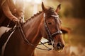 Portrait of a bay horse with a braided mane and a rider in the saddle, which is illuminated by sunlight. Equestrian sports and Royalty Free Stock Photo