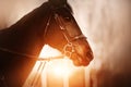 Portrait of a bay horse with a bridle on its muzzle, which is illuminated by the rays of the setting sun in the evening. Royalty Free Stock Photo