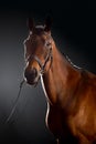 Portrait of bay horse with classic bridle isolated on black background