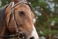 Portrait of a bay horse