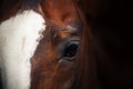 Portrait of a Bay horse on a dark background Royalty Free Stock Photo