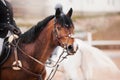 Portrait of a bay horse with a dark mane and a rider in the saddle, who holds the rein from the bridle. And a white horse with a Royalty Free Stock Photo