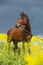 Portrait of bay horse grazing in beautiful yellow flowers  blossom field. sunny day Royalty Free Stock Photo