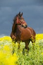 Portrait of bay horse grazing in beautiful yellow flowers  blossom field. sunny day Royalty Free Stock Photo
