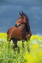 Portrait of bay horse grazing in beautiful yellow flowers  blossom field. sunny day Royalty Free Stock Photo