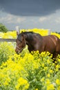 Portrait of bay horse grazing in beautiful yellow flowers  blossom paddock. sunny day Royalty Free Stock Photo