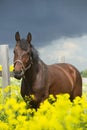 Portrait of bay horse grazing in beautiful yellow flowers  blossom paddock. sunny day Royalty Free Stock Photo