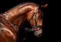 Portrait of bay horse Holsteins on a black background