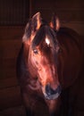 Portrait bay horse in loose-box