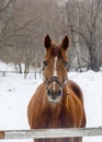 Portrait of a bay horse next to a stable in the woods in winter Royalty Free Stock Photo