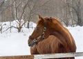 Portrait of a bay horse next to a stable in the woods in winter Royalty Free Stock Photo