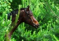 Portrait of bay horse in pine tree Royalty Free Stock Photo