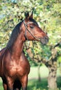 Portrait of bay horse posing in apple garden. spring Royalty Free Stock Photo