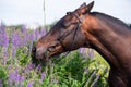 portrait of bay horse sniffling flowers in meadow. close up. cloudy day Royalty Free Stock Photo