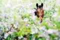 Portrait of bay horse in spring garden Royalty Free Stock Photo