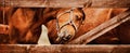 Portrait of a bay horse standing behind wooden fence in a paddock on a farm. Agriculture and livestock Royalty Free Stock Photo