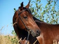 Portrait of the bay horse in verdure Royalty Free Stock Photo