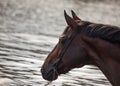 Portrait of bay horse in water. close up