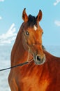 Portrait of bay horse in winter Royalty Free Stock Photo