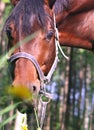 Portrait of bay horse with yellow flowers Royalty Free Stock Photo