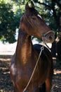 Portrait of bay Marwari mare posing in garden. sunny day. Gujarat, India