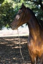 Portrait of bay Marwari mare posing in garden. sunny day. Gujarat, India