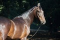 Portrait of bay Marwari mare posing in garden. sunny day. Gujarat, India